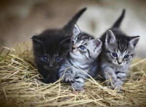Gut Health in Cats & Dogs: How the Microbiome Drives Immunity, Digestion, and Wellness