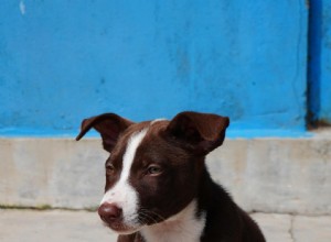 The Definitive Guide to Dog Lumps and Bumps