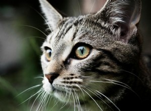 Understanding Feline Hyperesthesia Syndrome: A Comprehensive Guide for Cat Parents