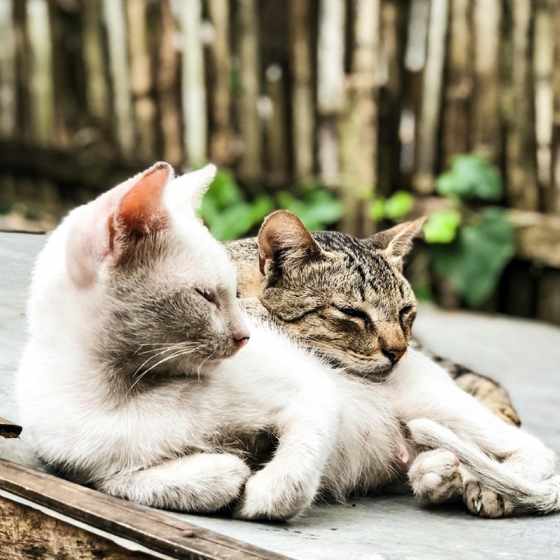 고양이 감각과민 증후군 이해:고양이 부모를 위한 종합 안내서 