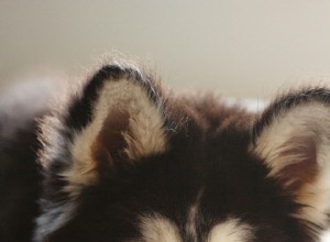 Cushing s Disease in Dogs and Cats: Symptoms, Diagnosis, and Treatment Guide