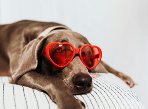 Senior Pet Heart Health: Detecting & Managing Cardiac Issues in Dogs & Cats