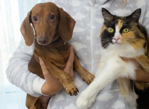 Comprehensive Guide to Managing Pet Obesity: Expert Tips for Pet Parents
