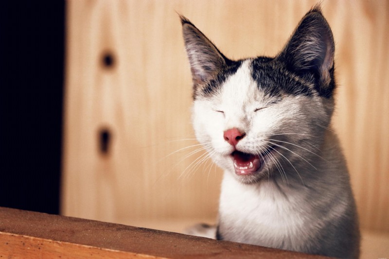 Lipomas em gatos:diagnóstico, tratamento e prognóstico 