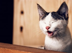 Lipomas in Cats: Diagnosis, Treatment, and Prognosis