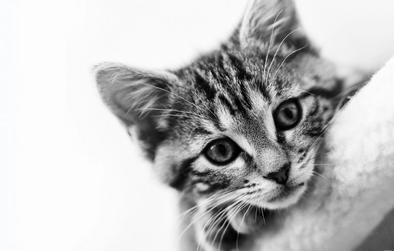 Lipomas em gatos:diagnóstico, tratamento e prognóstico 