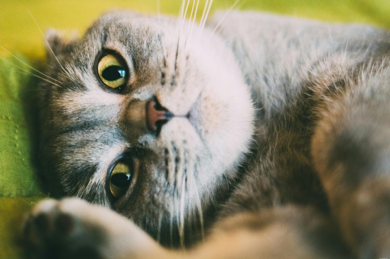 Lipomas em gatos:diagnóstico, tratamento e prognóstico 