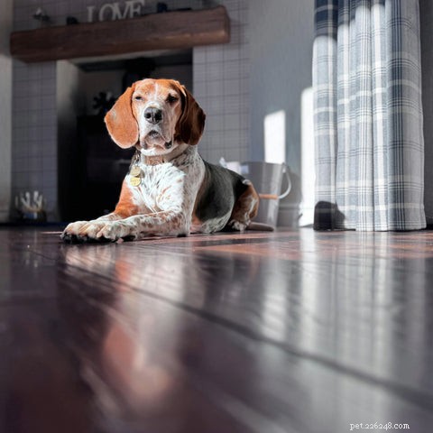 Guia abrangente para o tratamento de doenças renais caninas e felinas 