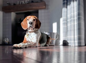 Comprehensive Guide to Managing Canine and Feline Kidney Disease