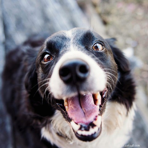 Guia abrangente para o tratamento de doenças renais caninas e felinas 