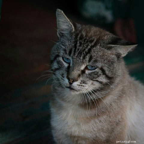 Guia abrangente para o tratamento de doenças renais caninas e felinas 