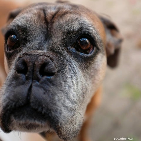 Guia abrangente para o tratamento de doenças renais caninas e felinas 