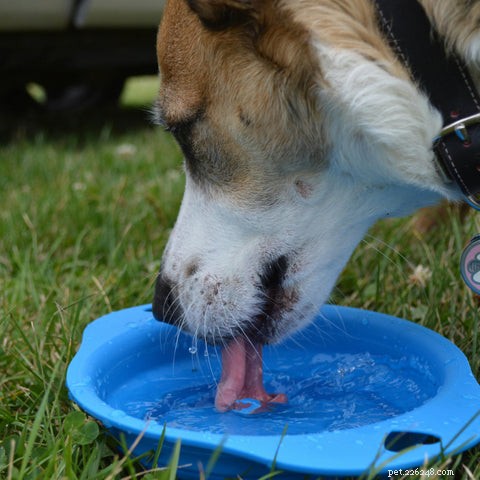 Guia abrangente para o tratamento de doenças renais caninas e felinas 