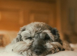 Guide for Caring for Dogs with Dementia: A Survival Plan for Pet Parents