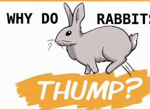 Why Do Rabbits Thump? Understanding Their Attention-Seeking Behavior