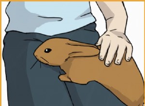 15 Proven Strategies to Build Trust with a Shy Pet Rabbit