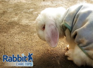 Determining the Age of Wild Rabbits: Signs & Tips