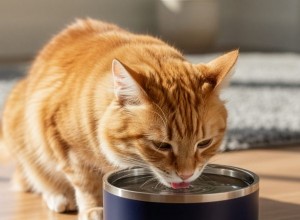GOpure Smart Filtered Cat Water Bowl – Fresh, Contaminant‑Free Hydration
