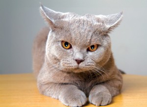 How Your Cat’s Routine Affects Their Well‑Being: Understanding Stress Triggers
