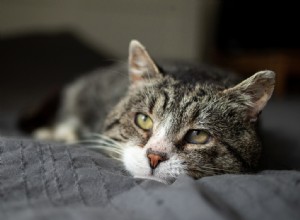7 Compassionate Steps to Support Your Cat Nearing the End of Life