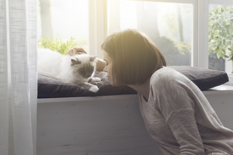 7 passaggi compassionevoli per sostenere il tuo gatto verso la fine della vita 