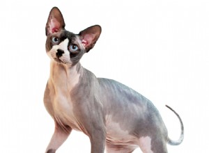 Everything You Need to Know About Caring for Hairless Cats