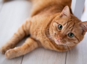 Top Essential Wellness Products for a Healthy Cat