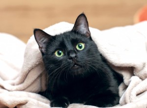 Sleeping with Your Cat: Expert-Backed Pros, Cons, and Health Tips