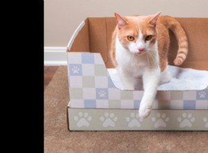 Top 2025 Cat Gift Guide: Litter Essentials & More