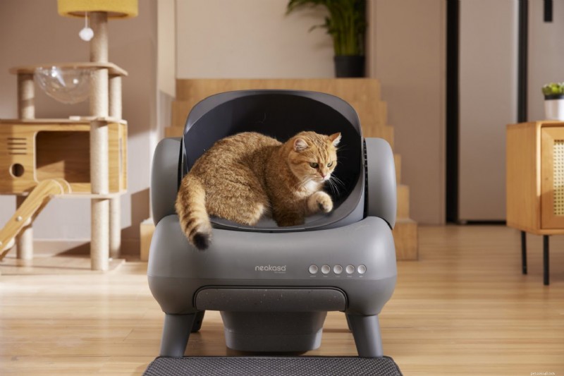 Guia dos principais presentes para gatos de 2025:fundamentos da maca e muito mais 