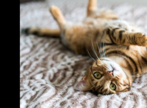 Top Health & Wellness Gifts for Cats in 2025