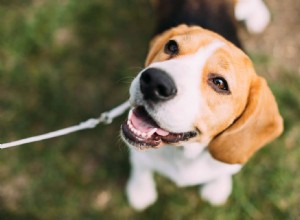 Top Vet‑Recommended Dog Supplements 2026: Boost Joints, Vision & Longevity
