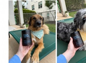 Leading Multivitamin for Rescue Dogs: Millie & Annie’s 6-Week Transformation