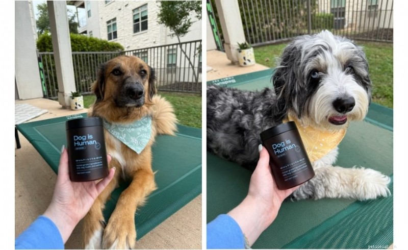 Toonaangevende multivitamine voor reddingshonden:Millie &Annie s transformatie van 6 weken 