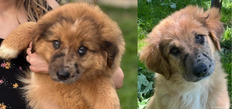Toonaangevende multivitamine voor reddingshonden:Millie &Annie s transformatie van 6 weken 