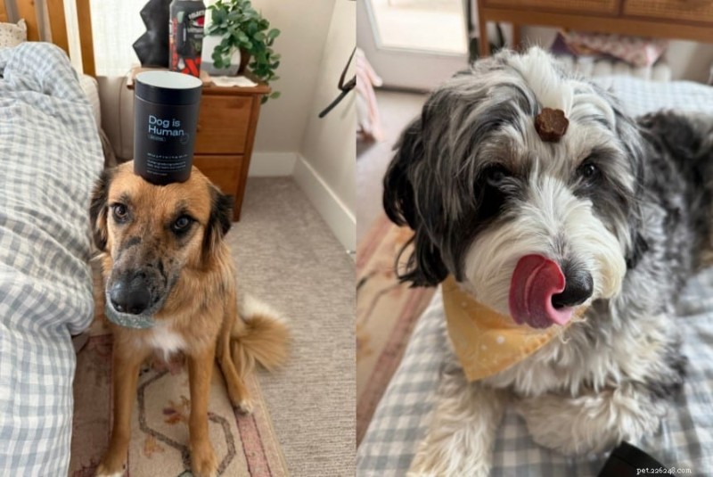 Toonaangevende multivitamine voor reddingshonden:Millie &Annie s transformatie van 6 weken 
