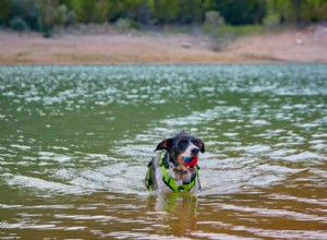 Protect Your Dog from the Hidden Lake Parasite Threat