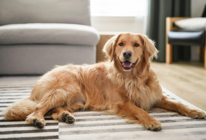 Prodotti essenziali per il benessere dei cani:mantieni il tuo compagno sano e felice 