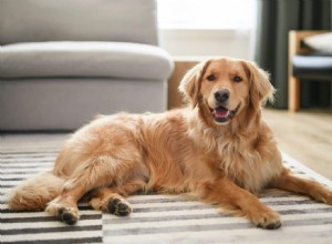 Essential Wellness Products for Dogs: Keep Your Companion Healthy and Happy