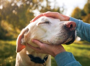 Managing Canine Osteoarthritis: Signs, Causes & Effective Care Strategies