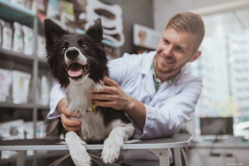 Kritieke gezondheidswaarschuwingen bij honden:wat elke eigenaar vroeg moet detecteren 