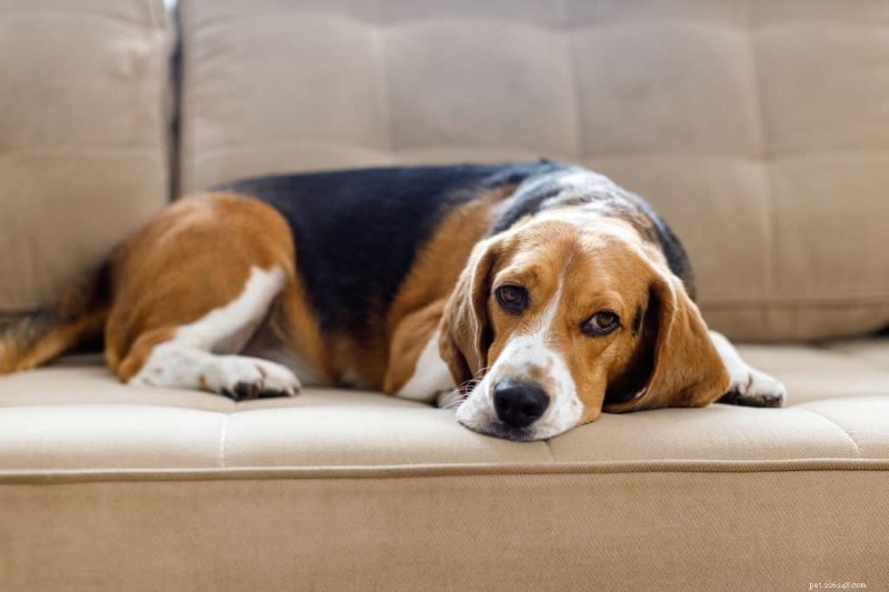 Kritieke gezondheidswaarschuwingen bij honden:wat elke eigenaar vroeg moet detecteren 