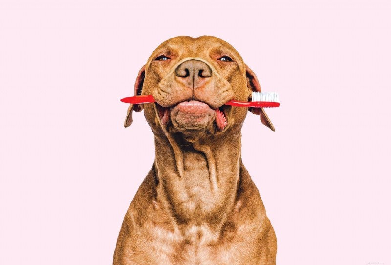 Slechte adem bij honden? Het signaleert tandziekten:herken symptomen en bescherm uw huisdier 