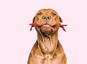 Bad Breath in Dogs? It Signals Dental Disease—Recognize Symptoms & Protect Your Pet
