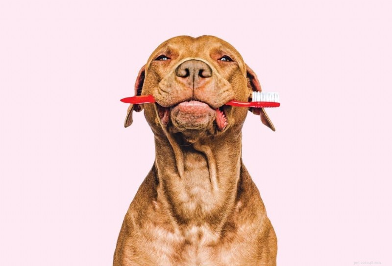 Slechte adem bij honden? Het signaleert tandziekten:herken symptomen en bescherm uw huisdier 