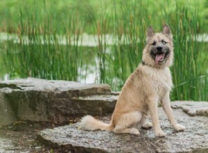 Unlocking Your Dog’s Heritage: What DNA Tests Reveal About Breed, Health, and Personality