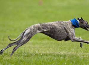 Discover How Fast Dogs Can Run: Speed of Greyhounds & Other Breeds