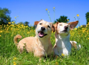 What Causes a Quiet Dog? Understanding When Your Dog Stops Barking