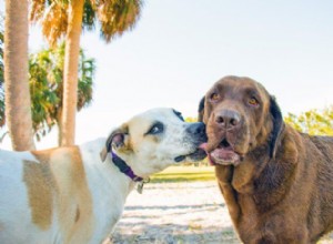 Why Do Dogs Lick Each Other’s Faces? Decoding Grooming and Social Signals