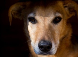 Do Dogs Experience PTSD? Understanding Canine Post‑Traumatic Stress Disorder